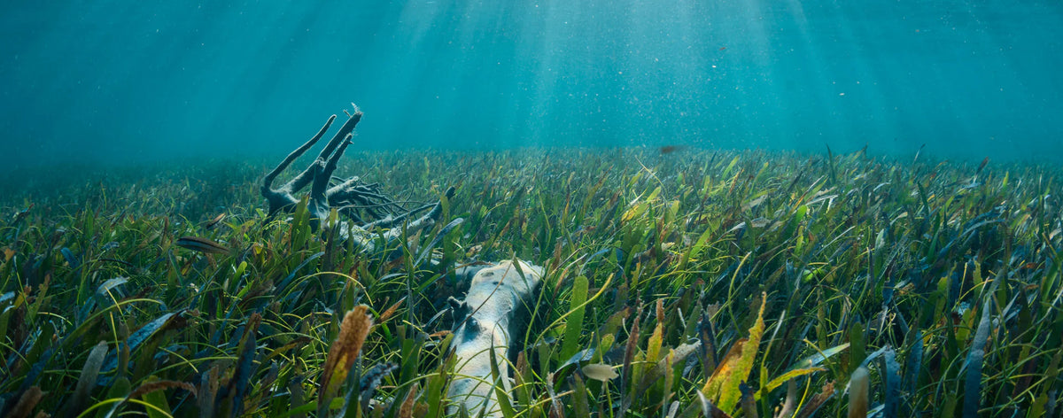 The Impact Of Sunscreen On The Coral Reefs