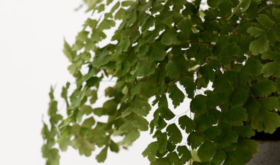 An Anti-Aging Brand That Thinks Like a Natural Brand